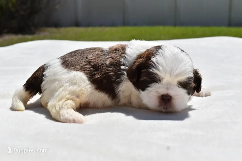 Bread Pudding  – Shih Tzu puppy for sale in Palm Coast, FL