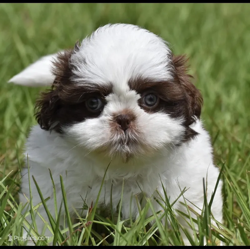 Bread Pudding  – Shih Tzu puppy for sale in Palm Coast, FL