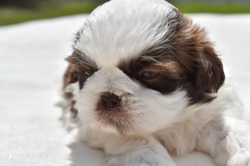 Bread Pudding  – Shih Tzu puppy for sale in Palm Coast, FL