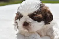 Bread Pudding , a male Shih Tzu for sale in Palm Coast, FL – Photo 1 of 5