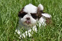 Bread Pudding , a male Shih Tzu for sale in Palm Coast, FL – Photo 5 of 9