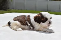 Bread Pudding , a male Shih Tzu for sale in Palm Coast, FL – Photo 4 of 5