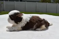 Bread Pudding , a male Shih Tzu for sale in Palm Coast, FL – Photo 5 of 5