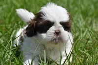 Bread Pudding , a male Shih Tzu for sale in Palm Coast, FL – Photo 7 of 9