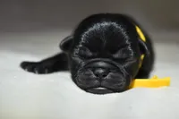 Puddin, a male Pug for sale in Palm Coast, FL – 2 of 4