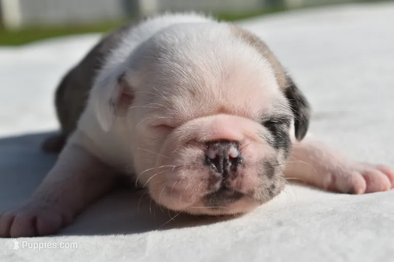Honey Comb  – Pug puppy for sale in Palm Coast, FL