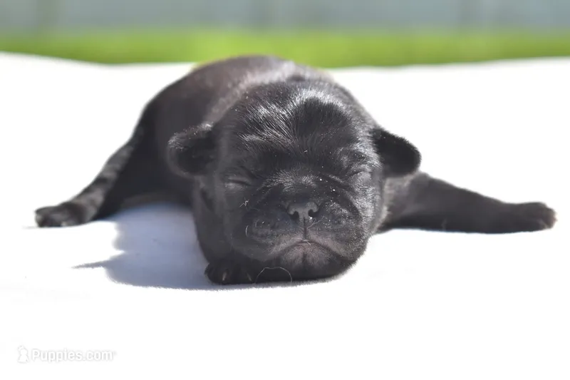 Shaggy  – Pug puppy for sale in Palm Coast, FL