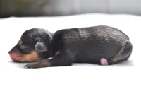 Chip , a male Toy Australian Shepherd for sale in Palm Coast, FL – Photo 4 of 5