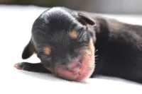 Chip , a male Toy Australian Shepherd for sale in Palm Coast, FL – Photo 5 of 5