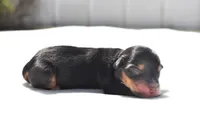 Chip , a male Toy Australian Shepherd for sale in Palm Coast, FL – Photo 2 of 5