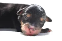 Chip , a male Toy Australian Shepherd for sale in Palm Coast, FL – Photo 3 of 5