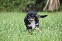Peanut Butter , a male Toy Australian Shepherd for sale in Palm Coast, FL – 4 of 7