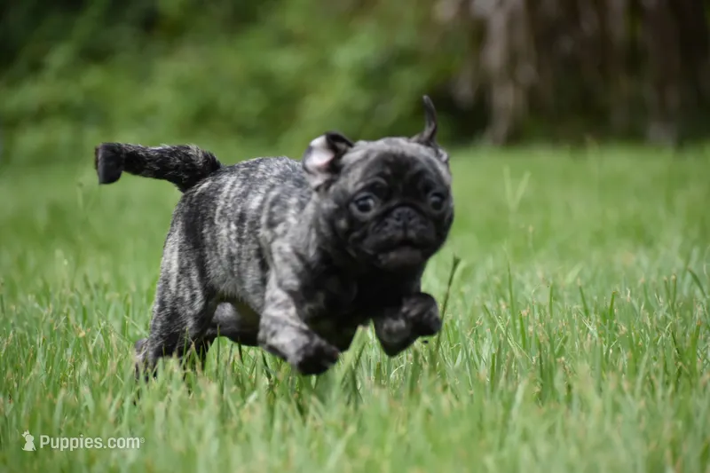 Butterbean – Pug puppy for sale in Palm Coast, FL