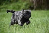 Butterbean, a male Pug for sale in Palm Coast, FL – 1 of 8