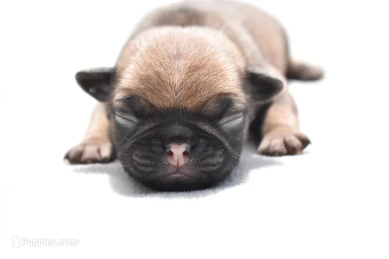 Biscuit – Pug puppy for sale in Palm Coast, FL