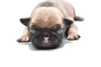 Biscuit, a male Pug for sale in Palm Coast, FL – Photo 1 of 5