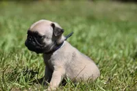 Biscuit, a male Pug for sale in Palm Coast, FL – 2 of 5