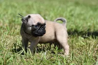 Biscuit, a male Pug for sale in Palm Coast, FL – 4 of 5