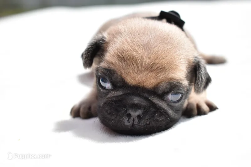 Biscuit – Pug puppy for sale in Palm Coast, FL