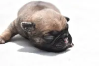 Biscuit, a male Pug for sale in Palm Coast, FL – Photo 3 of 5