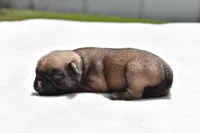 Biscuit, a male Pug for sale in Palm Coast, FL – Photo 2 of 5