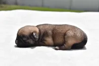 Biscuit, a male Pug for sale in Palm Coast, FL – Photo 4 of 5