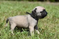 Biscuit, a male Pug for sale in Palm Coast, FL – 5 of 5