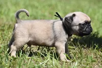 Biscuit, a male Pug for sale in Palm Coast, FL – 3 of 5