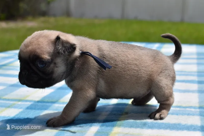 Biscuit – Pug puppy for sale in Palm Coast, FL