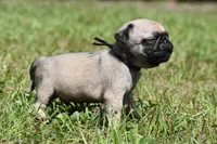 Biscuit, a male Pug for sale in Palm Coast, FL – 1 of 5