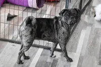 Dizzy , a female Pug for sale in Palm Coast, FL – Photo 2 of 2