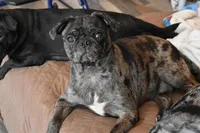 Dizzy , a female Pug for sale in Palm Coast, FL – Photo 1 of 2