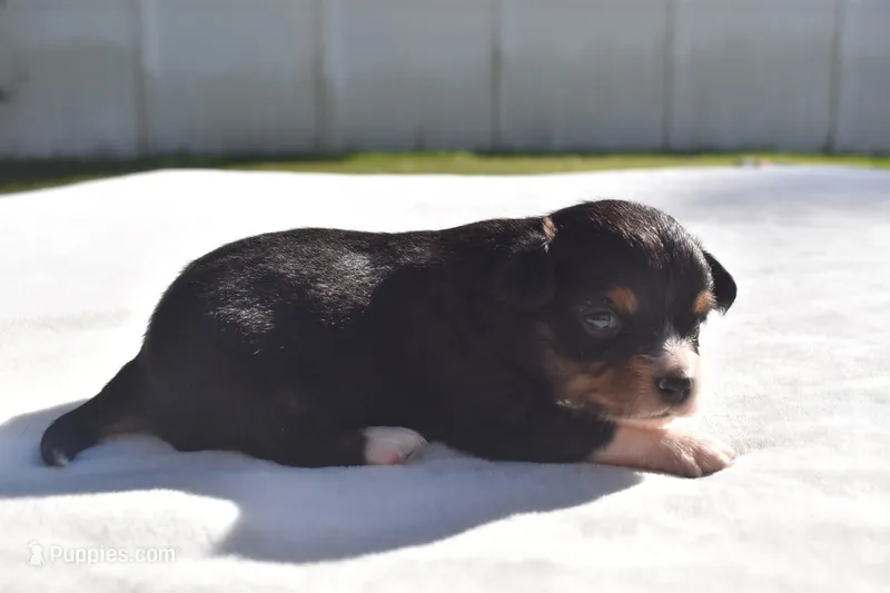 Pocus  – Toy Australian Shepherd puppy on hold in Palm Coast, FL