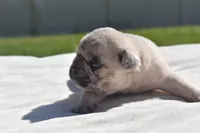 Maple Blue Eyes! , a female Pug for sale in Palm Coast, FL – 8 of 8