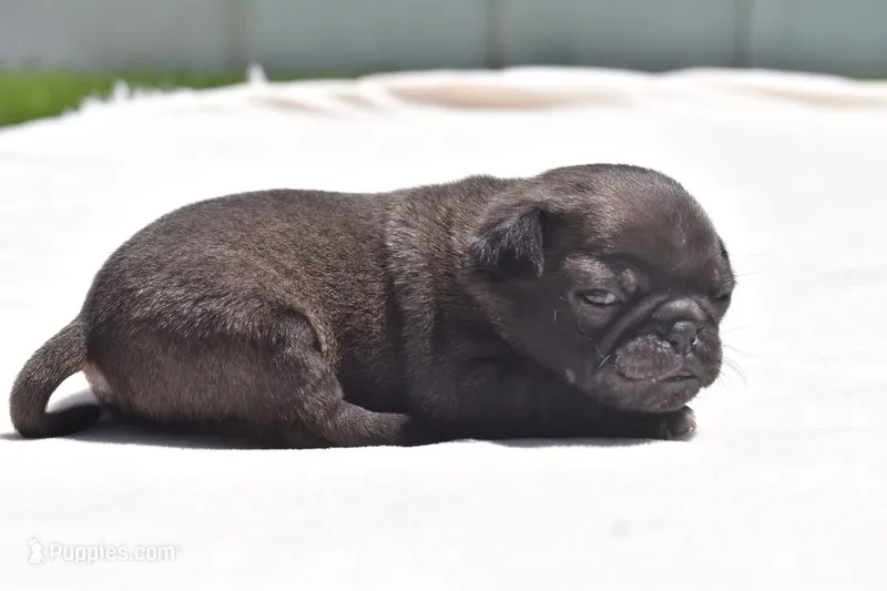Dumplin – Pug puppy for sale in Palm Coast, FL