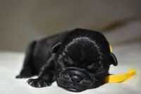 Puddin, a male Pug for sale in Palm Coast, FL – 4 of 4