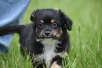 Peanut Butter , a male Toy Australian Shepherd for sale in Palm Coast, FL – 6 of 7