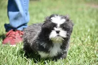 Horton , a male Shih Tzu for sale in Palm Coast, FL – 7 of 8