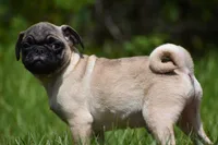 Toffee Crunch, a male Pug for sale in Palm Coast, FL – 9 of 9