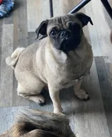 TT, a female Pug for sale in Palm Coast, FL – 2 of 2