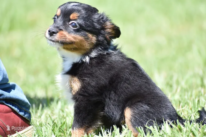 Sir Sterling  – Toy Australian Shepherd puppy for sale in Palm Coast, FL