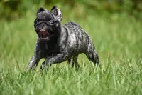 Butterbean, a male Pug for sale in Palm Coast, FL – 3 of 9