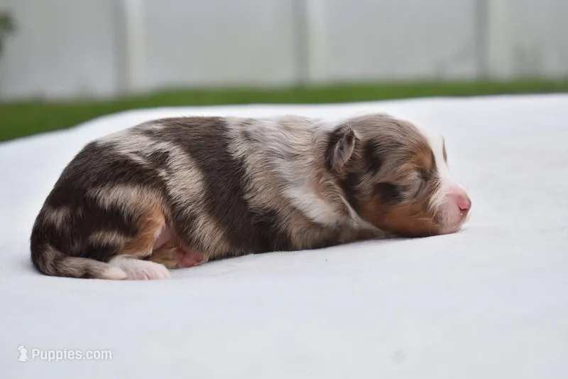 Nova  – Toy Australian Shepherd puppy for sale in Palm Coast, FL