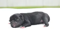 Scooby , a male Pug for sale in Palm Coast, FL – 5 of 5