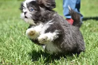 Horton , a male Shih Tzu for sale in Palm Coast, FL – 3 of 8