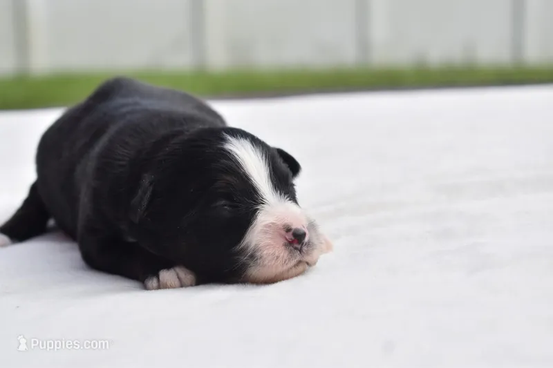 Atlas – Toy Australian Shepherd puppy for sale in Palm Coast, FL