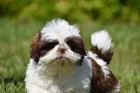 Bread Pudding , a male Shih Tzu for sale in Palm Coast, FL – 5 of 10