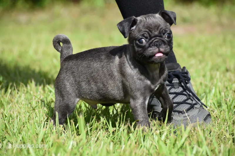 Dumplin – Pug puppy for sale in Palm Coast, FL