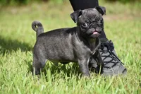 Dumplin, a male Pug for sale in Palm Coast, FL – 1 of 6