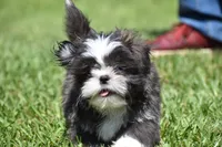 Horton , a male Shih Tzu for sale in Palm Coast, FL – 4 of 8